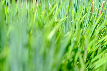 Perfect green background by the fresh grass