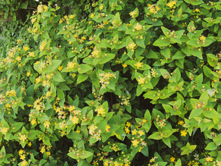 Hypericum androsaemum | Millepertuis androsème ou androsème officinal à inflorescence...