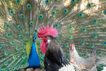 Peacock outlining next to chickens

