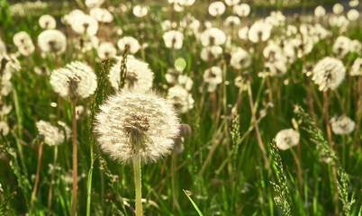 Glade of fluffy dandelions in the evening sunlight. Dandelion with a natural background. Copy space.