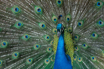 Fototapeta na wymiar Peacock outlining next to chickens