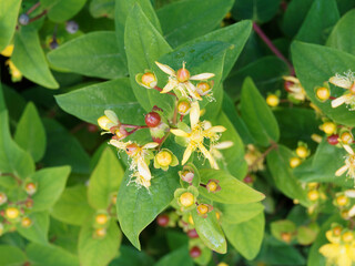 Hypericum androsaemum | Millepertuis androsème ou androsème officinal à inflorescence printanière jaune vif entourée de petites baies charnues