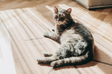 A handsome adult short-haired striped cat without breed lies on the floor at home in the sun.