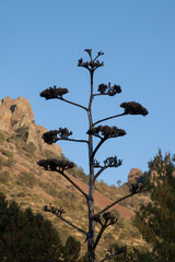 Century Plant in the sunshine
