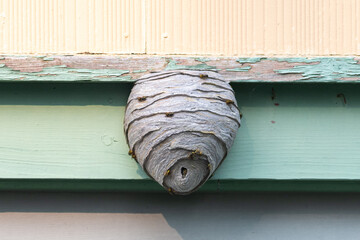 A large wasp hornet nest affixed to a green wooden building. The pesky insects are on the outside...