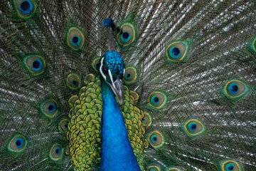 Obraz premium Peacock outlining next to chickens