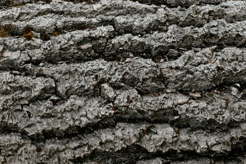 The bark of an old tree. Natural background.
