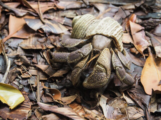 Einsiedlerkrebs auf La Digue