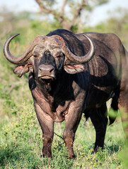 Excited, aggressive bull Buffalo is preparing to attack