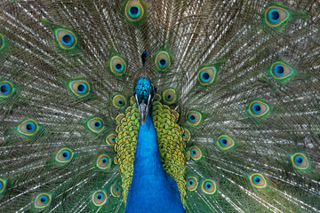 Obraz premium Peacock outlining next to chickens