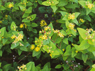 Hypericum androsaemum | Millepertuis androsème ou androsème officinal à baies rouge-marron,...