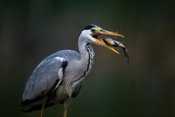 Grey heron hunting fish