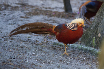 Colorful Chinese Pheasant