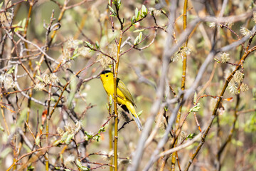Wilson's Warbler by a Colorado Beaver Pond