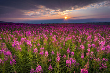 tea ivan flower field on sunset background