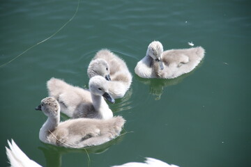 Juvenile swans grey feathers on the lake
