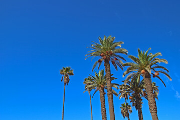 Fototapeta na wymiar Tropical Date palms against bright blue sky