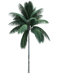 Obraz premium Nature object coconut tree isolated white background