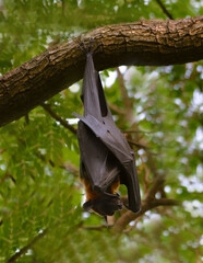 indian flying fox bat in a perch
