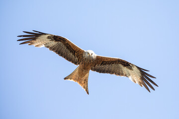 Rotmilan (lat.: Milvus Milvus, engl:: red kite) in Deutschland (Hessen)