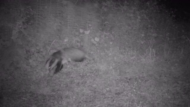 European Badger (Leles Meles) Looking fo Foos in a Grass Meadow by Night. High quality 4k footage