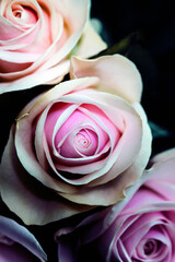Delicate artistic closeup bouquet of tender romantic blooming Rose flower.
