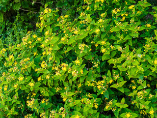 Buisson fleuri du millepertuis androsème ou androsème officinal (Hypericum androsaemum)