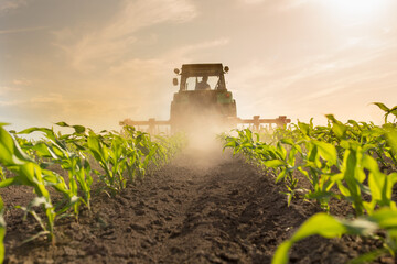 Fototapeta Tractor harrowing corn field obraz