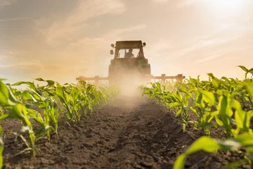 Keuken foto achterwand Tractor Trekker schrijnend maïsveld