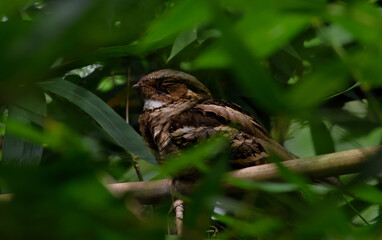 long tail nightjar bird in habitat