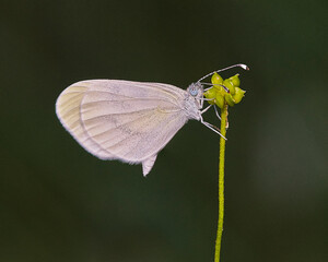 Close up of a Wood white butterfly on a flower