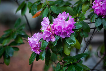 Purple Azaleas in the sunshine