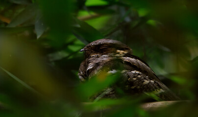 long tail nightjar bird in habitat
