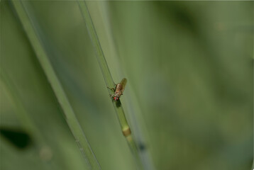 A fly on a stem of vegetation