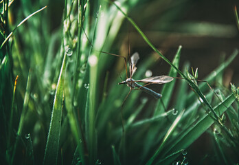 Large Crane Fly ( Tipula maxima ) in grass.
