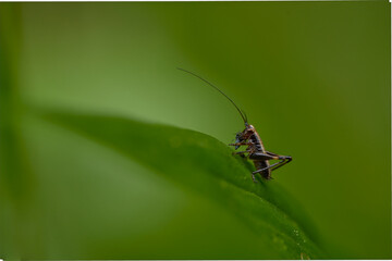 A cricket catching its pray on a leaf