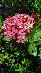 pink and white flower