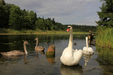 Swan with chicks on Czarna Hancza, is the largest river of the Suwalki Region in Augustow Primeval Forest in Poland