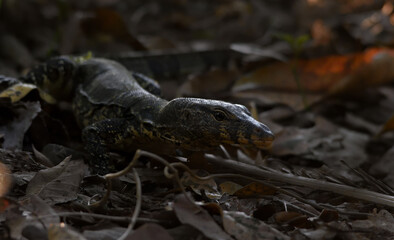 bengal monitor lizard in a jungle