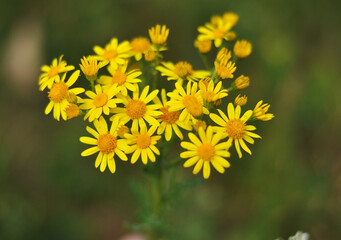 Obraz premium yellow dandelion flower