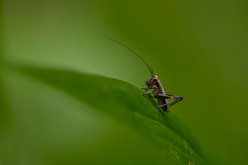 A cricket catching its pray on a leaf