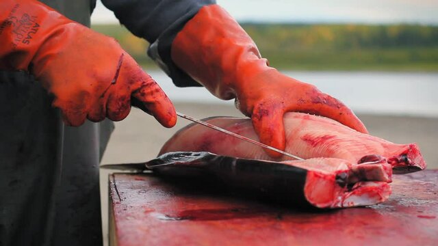Yukon Territories, Alaska. Fisherman's hands with a knife opening an alaskan salmon on a table.