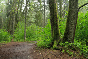 Obraz premium Old trees in the woods in Bialowieza National Park, Poland
