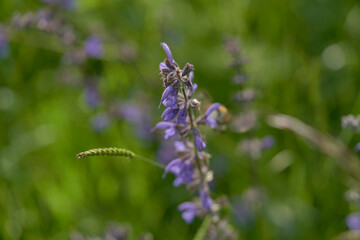 A colorful meadow sage in the field