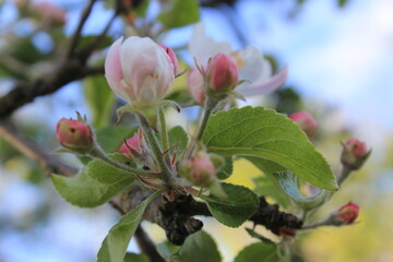 red berries on a tree