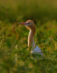 cattle egret bird in food searching