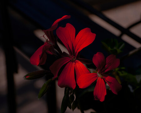 Red geranyum in a moody light