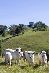 Nelore at sun in the pasture of a farm in Brazil. Livestock concept. Cattle for fattening. Agriculture.