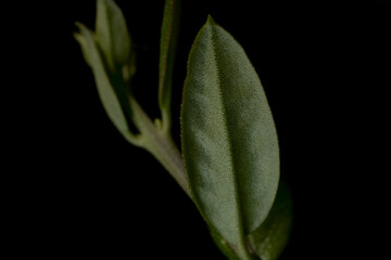 Red geranyum in a moody light