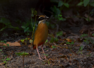 indian pitta bird in food searching